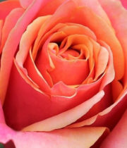 Mayra's Peach Garden Roses | Florabundance Wholesale Flowers