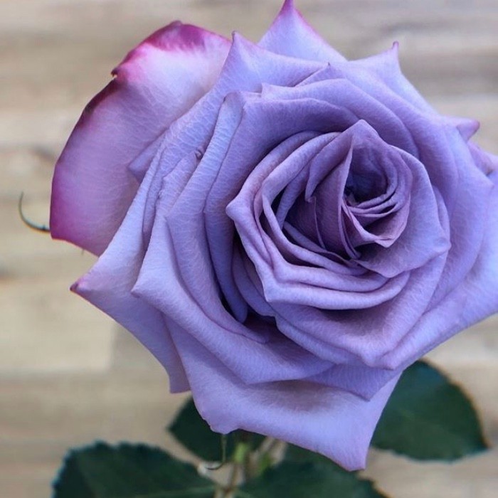 Deep Purple Roses | Florabundance Wholesale Flowers