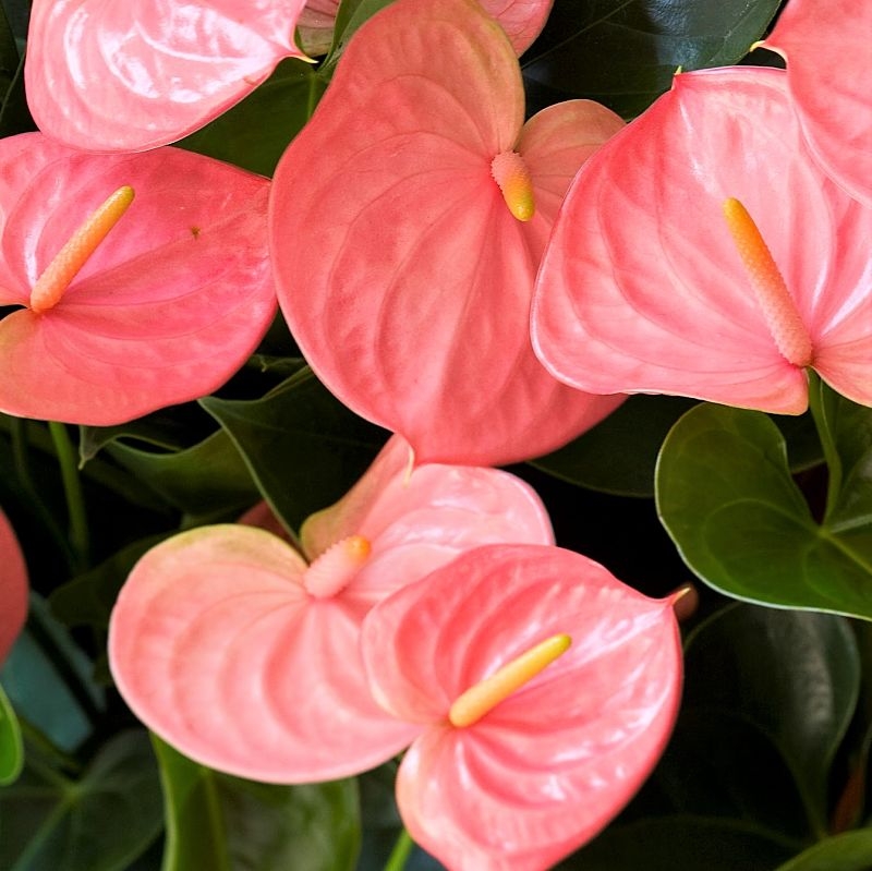 Pink Anthurium, mini Florabundance Wholesale Flowers