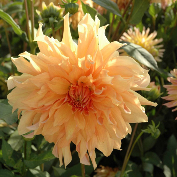 Big-Brother-Dinnerplate-Dahlia-Tubers-for-Sale