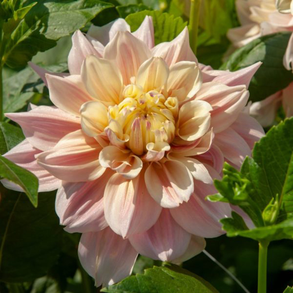 Break-Out-Dinner-Plate-Dahlia-Tubers-for-Sale