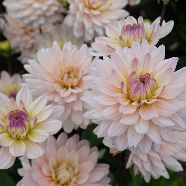 Dianas-Memory-Dahlia-Tubers-for-Sale