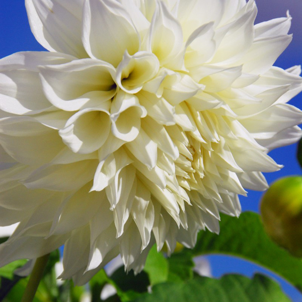 Fleurel-White-Dinnerplate-Dahlia-Tubers-for-Sale