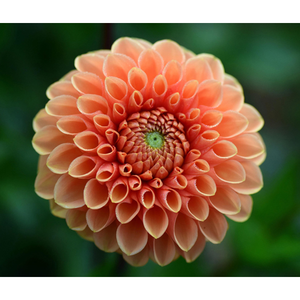 Jowey-Linda-Orange-Ball-Dahlia-Tuber-for-Sale