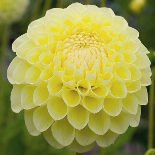 Jowey-Martina-Yellow-Ball-Dahlia-Tubers-for-Sale