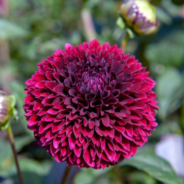 Jowey-Mirella-Burgundy-Ball-Dahlia-Tubers-for-Sale