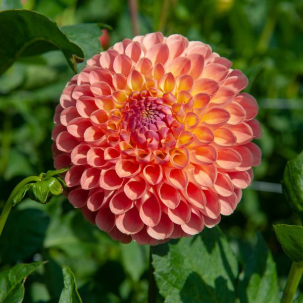 Jowey-Nicky-Ball-Dahlia-Tubers-for-Sale