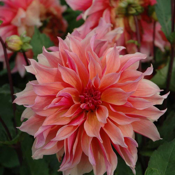 Labyrinth-Dahlia-Tubers-for-Sale