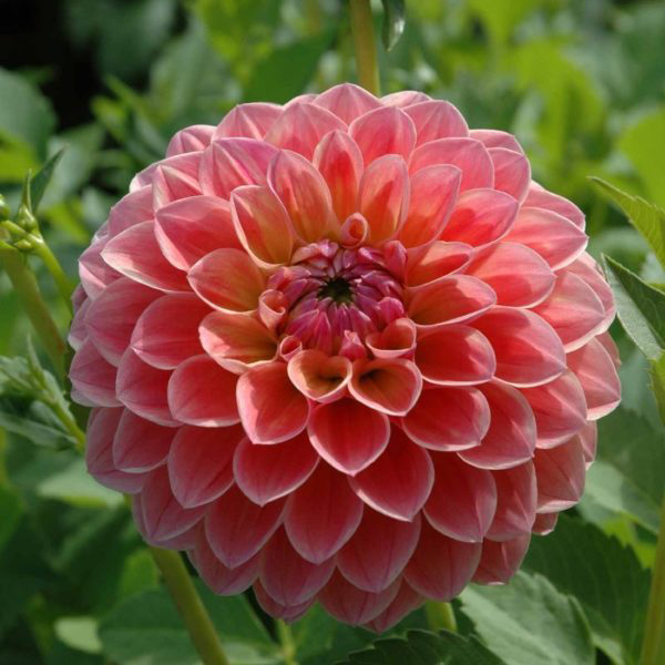 Lindas-Baby-Ball-Tubers-for-Sale