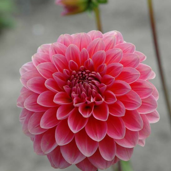 Pink-Runner-Dahlia-Tubers-for-Sale