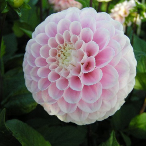 Wizard-of-Oz-Pink-Ball-Dahlia-Tuber-for-Sale