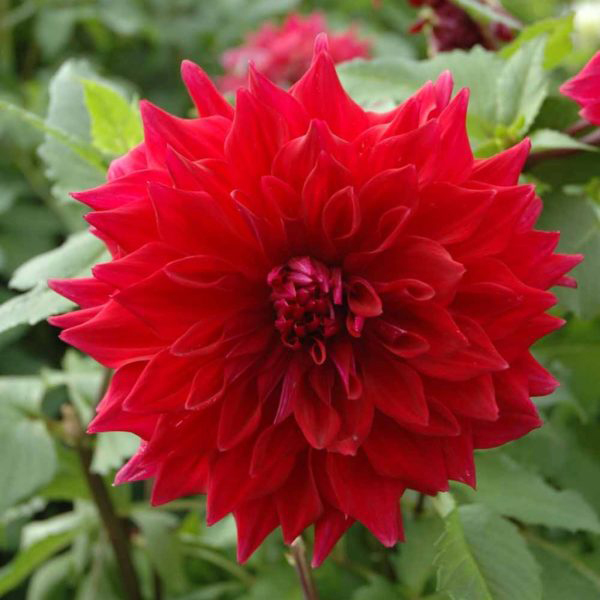 Zorro red dinnerplate dahlia tubers for sale